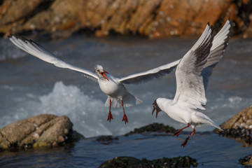 Seagull Fight