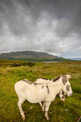 Fototapeta na wymiar Cute donkeys in Lough Inagh Valley, Connemara