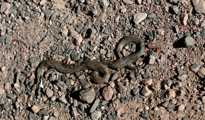 Tote Schlange im Pfälzer Wald