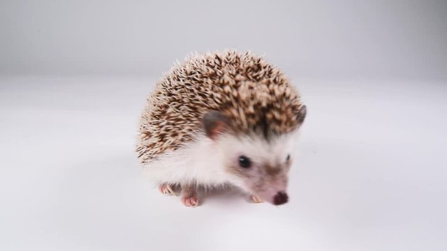 A hedgehog walking over white background.