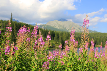 wild flowers in mountains