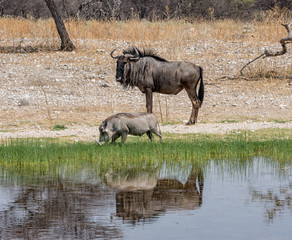 Fototapeta premium Warthog