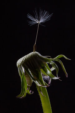 Dandelion close-up. Seedling.