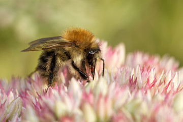 Ackerhummel © JuergenL