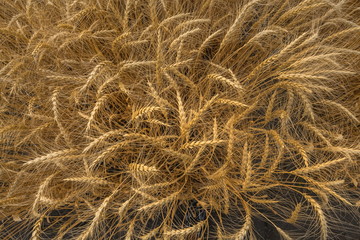 Ripe wheat. Harvest of bread. Ears. Wheat in the south of Russia, Stavropol Territory. A large species of ears.