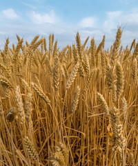 Ripe wheat. Harvest of bread. Ears. Wheat in the south of Russia, Stavropol Territory. A large species of ears.