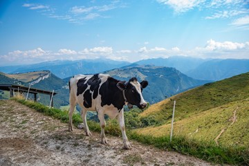 Fototapeta na wymiar Black and white cow in mountains