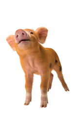 smiling piglet isolated