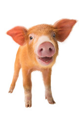 Fototapeta premium smiling piglet isolated