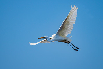 Egret