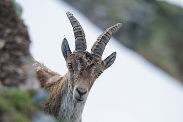 Mountain goat