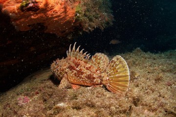 Poisson scorpion, scorpion fish