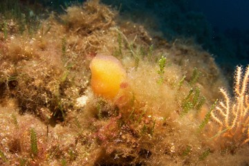 Nudibranche, nudibranch