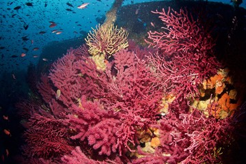 Fototapeta na wymiar Corail rouge, red coral