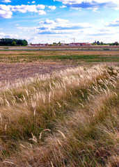 Gräser am Feld im Hintergrund eine Ansiedlung