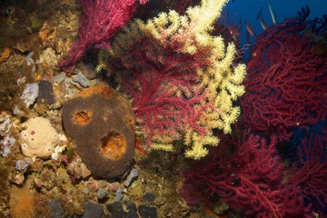 Fototapeta premium Eponges et gorgones, Sponge and gorgonians