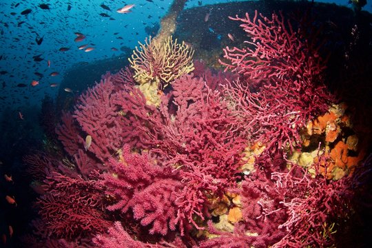 Corail rouge, red coral