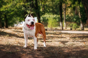 American Staffordshire terrier walk in the park