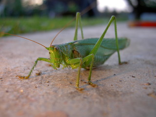 Grasshopper green on concrete standing in detail