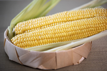 The cob of ripe cut corn sugar lies in a wicker basket. Yellow corn kernels.
