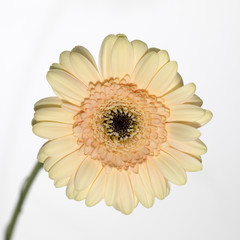 Perennial plant flower gerbera light yellow color.