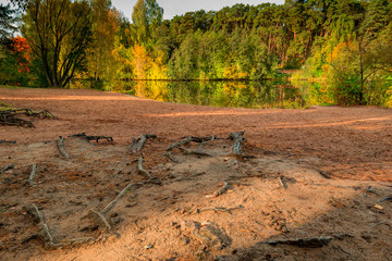 Lake shore, close-up roots of trees in the ground, autumn landscape