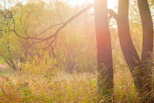 Fototapeta magic ray of light in the autumn forest, toned picture, autumn landscape