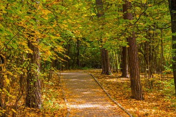 A trail for tourists in the autumn city park, landscape