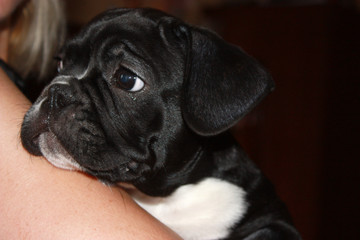 A puppy is a French bulldog, a pet at the hands of his mistress.