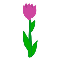 flower on white background