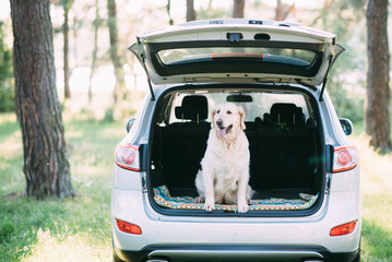 A friendly dog retriver is sitting in the trunk of a white car