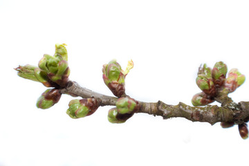 Spring. Branch of a tree with green buds.