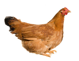 Brown chicken isolated on white background