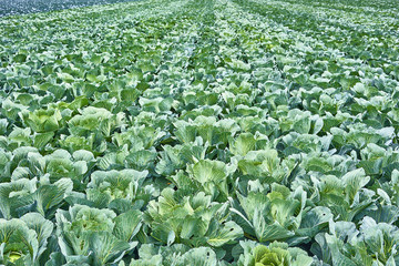 green field of ripe cabbage ready to harvest