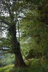 Precioso arbol en un camino de la montaña