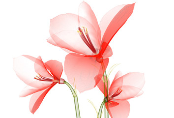 x-ray image of a flower  isolated on white, the Ameryllis 3d illustration.