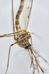 close up macro image of a mosquito isolated.