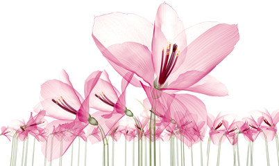 x-ray image of a flower  isolated on white, the Ameryllis 3d illustration.