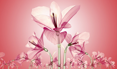 x-ray image of a flower  isolated on pink, the Ameryllis 3d illustration.