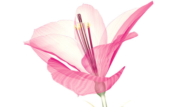 x-ray image of a flower  isolated on white, the Ameryllis 3d illustration.