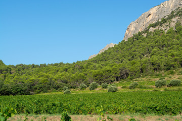 French red AOC wine grapes plant, new harvest of wine grape in France, Vaucluse, Gigondas domain or chateau vineyard Dentelles de Montmirail
