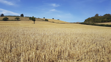 Fototapeta na wymiar Golden field of corn