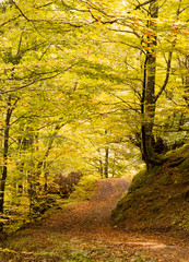 Fototapeta premium Hiking through the beech forest of Fabucao