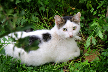 Cute white and grey cat sitting on the green grass in the garden. 