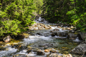 Mountain river. Beautiful scenery in the forest.