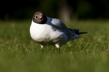 bird