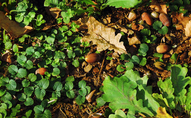 Autumn background with oak leaves and acorns. Colorful background, close-up. Selective focus, top view, flat layout, space for text.