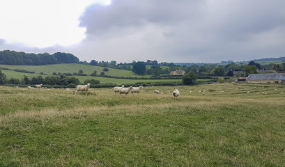 Sheep grazing in an undulating field