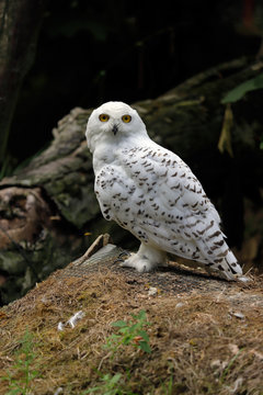 Full view of adult male arctic snowy owl