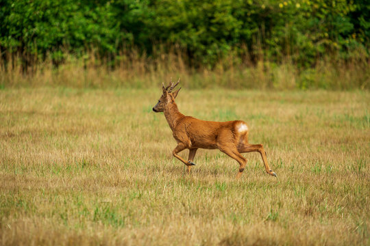 Fototapeta Nyfiken rådjursbock på en åker